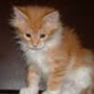 Meet your Posher, Micah